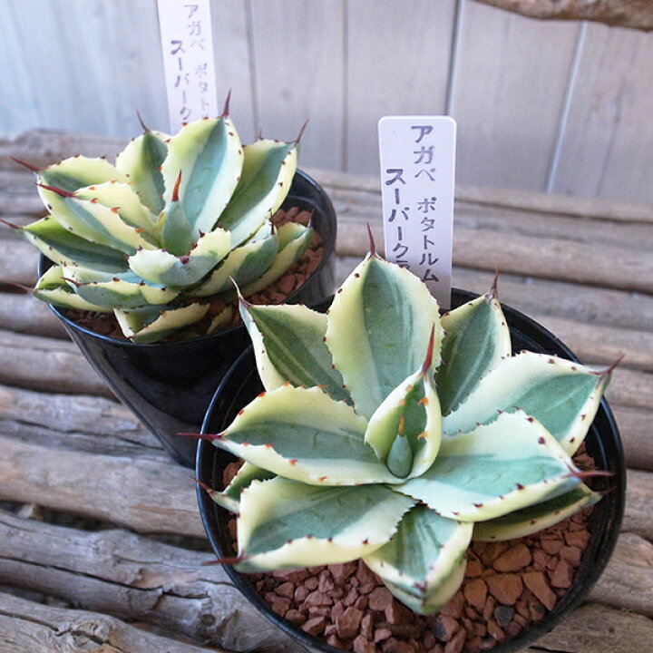 楽天市場】タニクショクブツ 多肉植物 レア品種 アガベ スーパー  