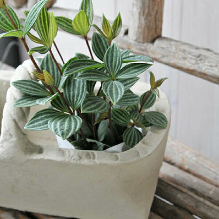 楽天市場 ペペロミア プテオラータ 苗 室内 観葉植物 グリーン 販売 通販 母の日 花 ガーデニング岐阜緑園