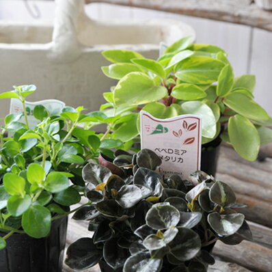 楽天市場 ペペロミア 苗 3種類セット 3号サイズ ポット 室内 観葉植物 販売 通販 母の日 花 ガーデニング岐阜緑園 楽天市場 ペペロミア 苗 3種類セット 3号サイズ ポット 室内 観葉植物 販売 通販 母の日 花 ガーデニング岐阜緑園