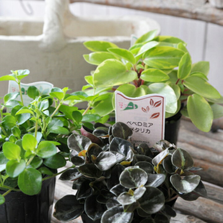楽天市場 ペペロミア 苗 3種類セット 3号サイズ ポット 室内 観葉植物 販売 通販 母の日 花 ガーデニング岐阜緑園