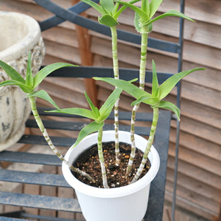 楽天市場 アロエ 青々錦 4号鉢 多肉植物 高さ30cmセンチ タニクショクブツ 販売 通販 母の日 花 ガーデニング岐阜緑園 楽天市場 アロエ 青々錦 4号鉢 多肉植物 高さ30cmセンチ タニクショクブツ 販売 通販 母の日 花 ガーデニング岐阜緑園