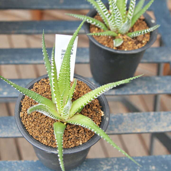 楽天市場 多肉植物 ハオルチア 十二の巻 Haworthia Fasciata タニクショクブツ 販売 通販 多肉女子 母の日 花 ガーデニング岐阜緑園