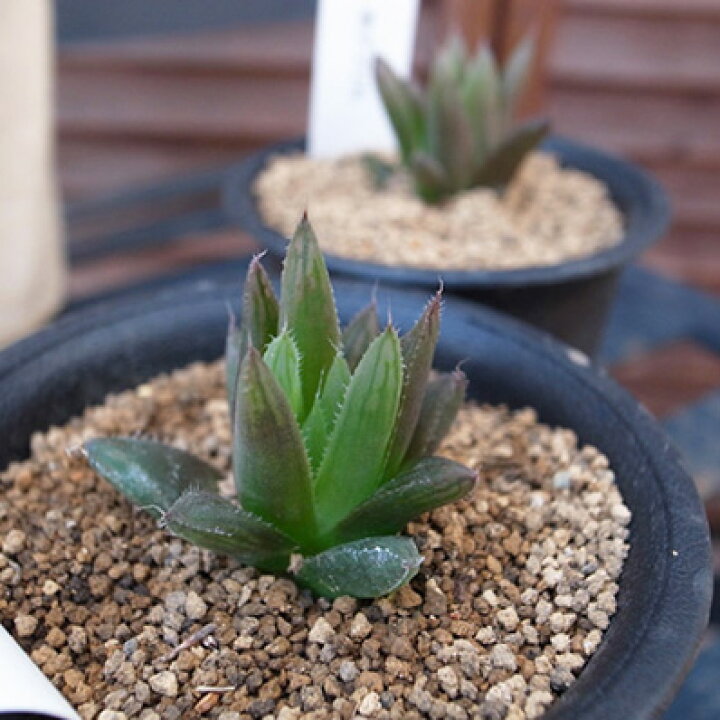 楽天市場 多肉植物 ハオルチア レイトニー Haworthia Leytonii タニクショクブツ 販売 通販 多肉女子 母の日 花 ガーデニング岐阜緑園