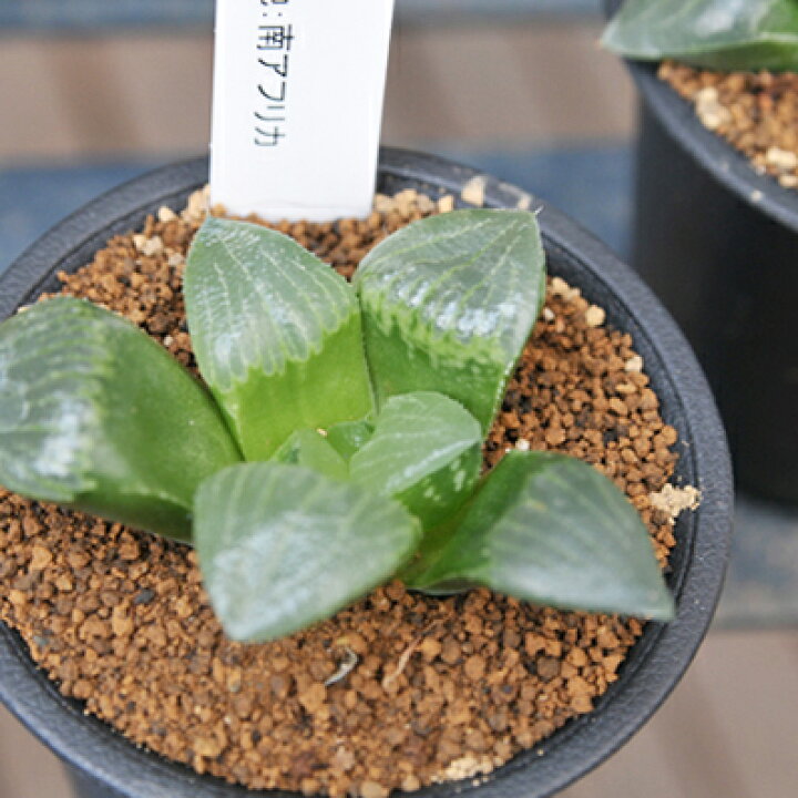 楽天市場 多肉植物 ハオルチア レツーサ寿 Haworthia Retusa タニクショクブツ 販売 通販 多肉女子 母の日 花 ガーデニング岐阜緑園