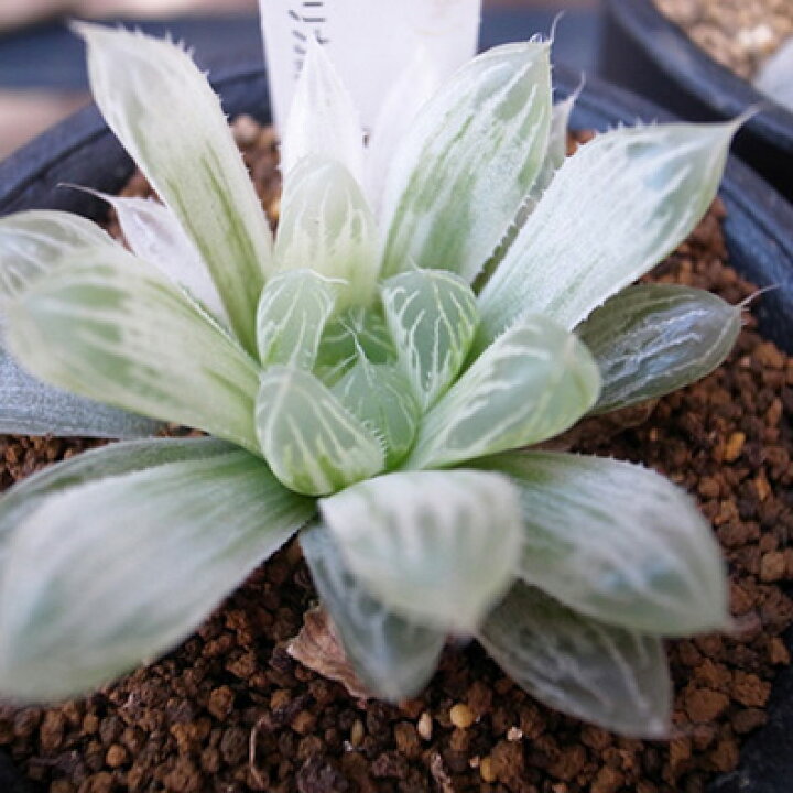 楽天市場 多肉植物 ハオルチア オブツーサ錦 Haworthia Obtusa F Variegata タニクショクブツ 販売 通販 多肉女子 母の日 花 ガーデニング岐阜緑園