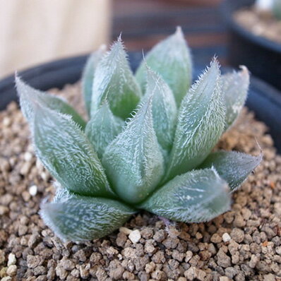 楽天市場 多肉植物 ハオルチア ベヌスタ Haworthia Venusta タニクショクブツ 販売 通販 多肉女子 母の日 花 ガーデニング岐阜緑園