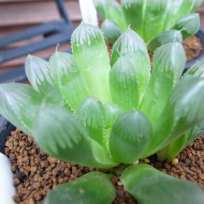 楽天市場 多肉植物 ハオルチア オブツーサ Haworthia Obtusa タニクショクブツ 販売 通販 多肉女子 母の日 花 ガーデニング岐阜緑園