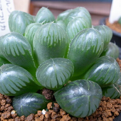 楽天市場 多肉植物 ハオルチア オブツーサ トゥルンカータ Haworthia Obtusa Truncata タニクショクブツ 販売 通販 多肉女子 母の日 花 ガーデニング岐阜緑園
