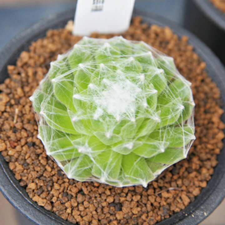 楽天市場 多肉植物 センペルビウム 大巻絹 Sempervium Oomakiginu タニクショクブツ 販売 通販 多肉女子 母の日 花 ガーデニング岐阜緑園 楽天市場 多肉植物 センペルビウム 大巻絹 Sempervium Oomakiginu タニクショクブツ 販売 通販 多肉女子 母の日 花 ガーデニング岐阜緑園