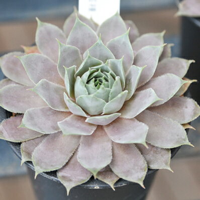 楽天市場 多肉植物 センペルビウム コルンストーン Sempervium Cornstone タニクショクブツ 販売 通販 多肉女子 母の日 花 ガーデニング岐阜緑園