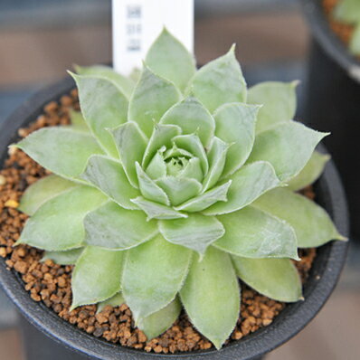 楽天市場 多肉植物 センペルビウム ロブスツム Sempervium Robustum タニクショクブツ 販売 通販 多肉女子 母の日 花 ガーデニング岐阜緑園