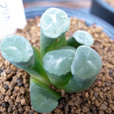 楽天市場 多肉植物 ハオルチア 万象 Haworthia Maughanii タニクショクブツ 販売 通販 多肉女子 送料無料 母の日 花 ガーデニング岐阜緑園