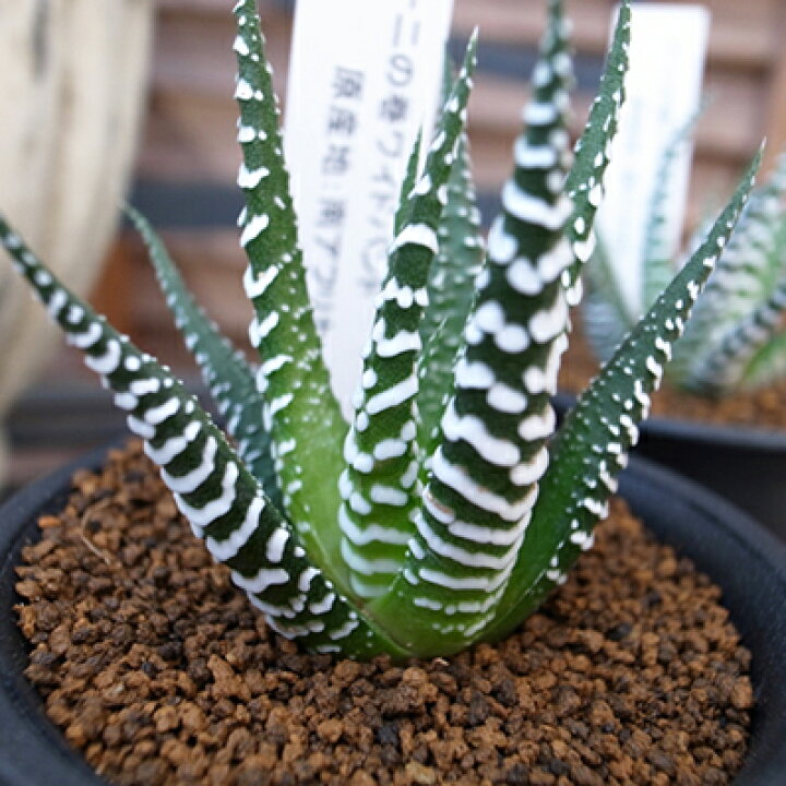 楽天市場 多肉植物 ハオルチア 十二の巻ワイドバンド Haworthia Fasciat Wide Band タニクショクブツ 販売 通販 多肉女子 母の日 花 ガーデニング岐阜緑園