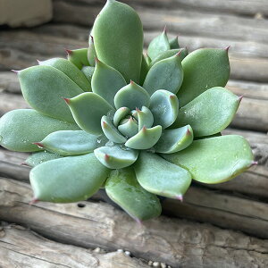 A GPxA Y ^jNVNuc GPxA ̔ ʔ q