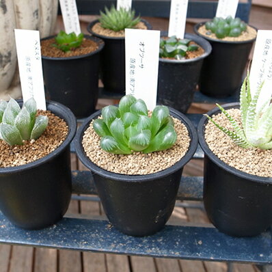 楽天市場 多肉植物 ハオルチア 3株セット タニクショクブツ Haworthia 販売 通販 多肉女子 母の日 花 ガーデニング岐阜緑園