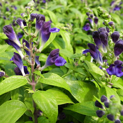 楽天市場 スクテラリア ジャワニカ 苗 パープルの花 日本にも自生するタツナミソウの仲間 母の日 花 ガーデニング岐阜緑園