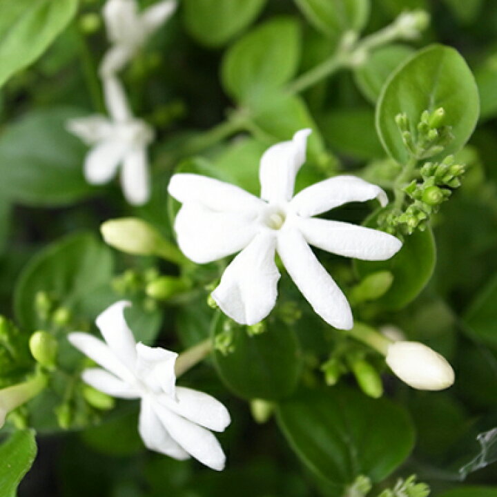 楽天市場 クリスタルジャスミン 3 5号サイズ 鉢植え 甘い香りする純白の小花が魅力のジャスミン 販売 通販 ハーブ 母の日 花 ガーデニング岐阜緑園 楽天市場 クリスタルジャスミン 3 5号サイズ 鉢植え 甘い香りする純白の小花が魅力のジャスミン 販売 通販 ハーブ 母の日 花 ガーデニング岐阜緑園