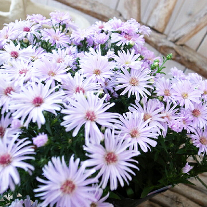 楽天市場 ユウゼンギク パールブルー 苗 菊 多年草 ブルーの花 花芽付 楽天 母の日 花 ガーデニング岐阜緑園