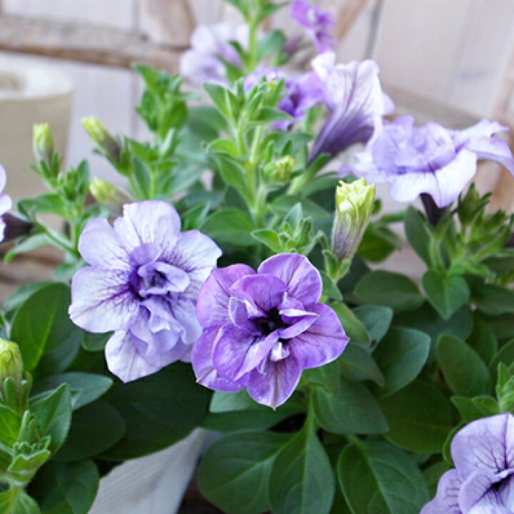 楽天市場 ペチュニア サマーパープル 苗 花芽付 八重咲きのペチュニア 楽天 母の日 花 ガーデニング岐阜緑園