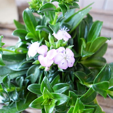 楽天市場 ハマナデシコ サマーラベンダー 苗 多年草 宿根草 花芽付 なでしこ 楽天 母の日 花 ガーデニング岐阜緑園