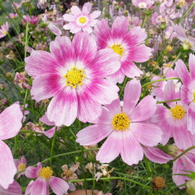 楽天市場 コスモス ハッピーリング 苗 こぼれ種で毎年楽しめる花 一年草 花芽付 楽天 母の日 花 ガーデニング岐阜緑園 楽天市場 コスモス ハッピーリング 苗 こぼれ種で毎年楽しめる花 一年草 花芽付 楽天 母の日 花 ガーデニング岐阜緑園