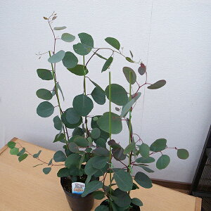 観葉植物 ハート 観葉植物の通販 価格比較 価格 Com 観葉植物 ハート 観葉植物の通販 価格比較 価格 Com