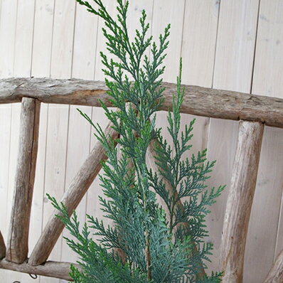 楽天市場 コニファー コルムナリス 4号サイズ 鉢植え ブルーグリーンの葉色 高さ60cm センチ 観葉植物 楽天 母の日 花 ガーデニング岐阜緑園 楽天市場 コニファー コルムナリス 4号サイズ 鉢植え ブルーグリーンの葉色 高さ60cm センチ 観葉植物 楽天 母の日 花 ガーデニング岐阜緑園