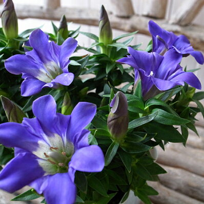 楽天市場 甘木リンドウ ここみ静 苗 多年草 青紫色の大輪の花 楽天 母の日 花 ガーデニング岐阜緑園