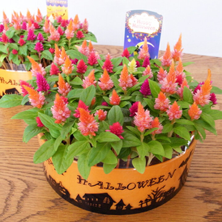 楽天市場 ハロウインバージョン ケイトウキャンドルケーキ お花でできたケーキ 鉢の大きさ直径16cmセンチ ギフト プレゼント 母の日 花 ガーデニング岐阜緑園