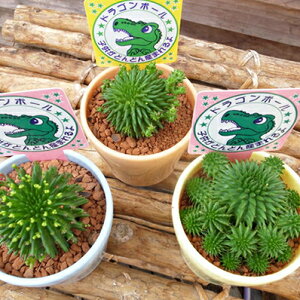 [tHrA XUiG ڗW hS{[ 3 ^jNVNuc ڂj[NłƂĂlC̉ A yV