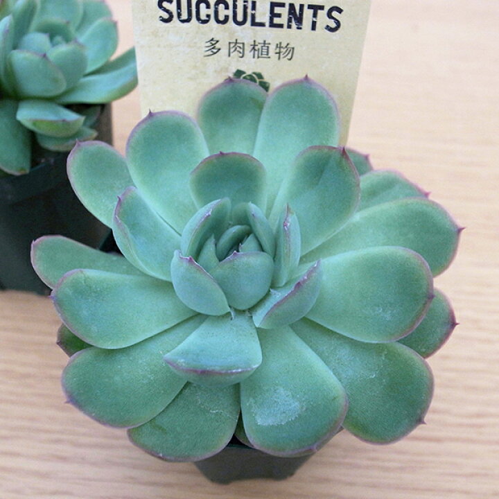 楽天市場 多肉植物 エケベリア 花うらら 2 5号 タニクショクブツ 多肉女子 楽天 母の日 花 ガーデニング岐阜緑園