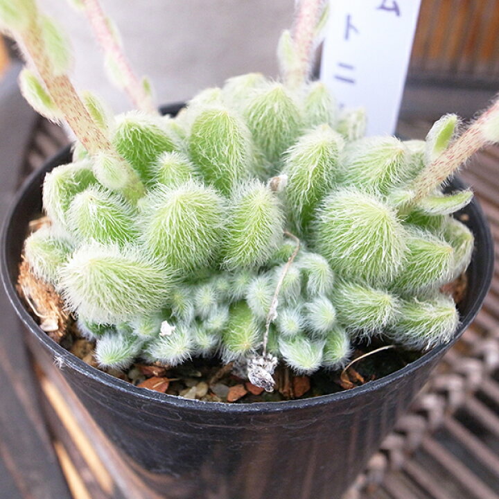 楽天市場】可愛い 多肉植物 毛セダム カシミアヒントニー 2.5号 タニク 