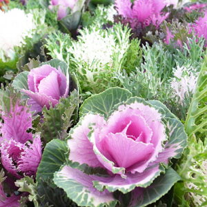 tO _˃WFkn{^ }u[P 3.5 ܂܂ȎސAꂽꔫły߂悤ȃ{[