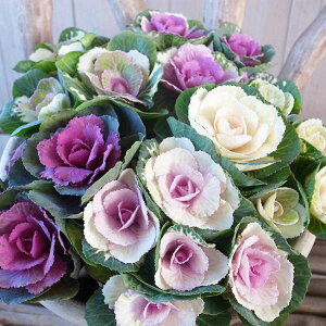 o̗lȁtO t̉ [g 3Zbg FƂǂ荬ĐAĂyn{^