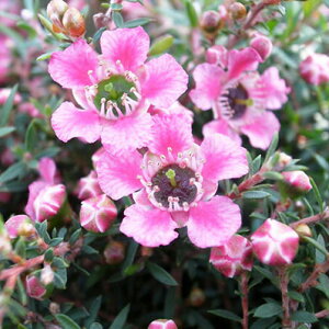 y11{zMEoC ֓c  sN  劔ɈĂƖN̉Ԃ炭