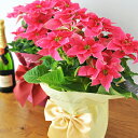 プリンセチア ローザ 5号サイズ 鉢植え 送料無料　ラッピング付き 高さ40cm クリスマス ポインセチア 鉢 プレゼント