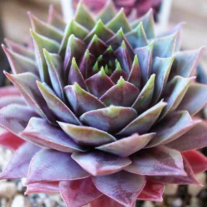楽天市場】紅葉センペルビウム セロン 3号 多肉植物 タニクショクブツ 