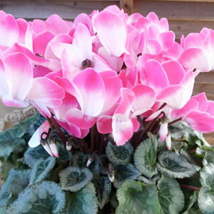 y12{zVN 6 v}[WsN 6  2F̃RgXg͓IȃVN 