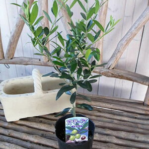 観葉植物 シンボルツリー オリーブの人気商品 通販 価格比較 価格 Com