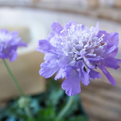 楽天市場 スカビオサ エコーブルー 苗 青 ブルー 多年草 花芽付 植物 母の日 花 ガーデニング岐阜緑園