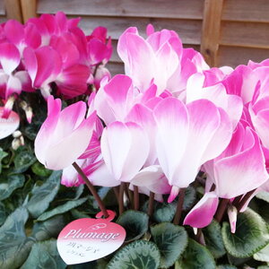 y12{zVN 6 v}[W p[v 6   Ε jɊ΂VN  40cm