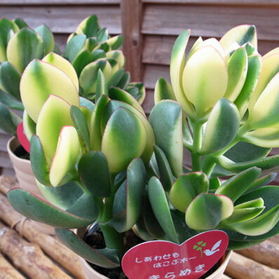 楽天市場 クーポン利用で10 Off 花月 きらめき 4号鉢 多肉植物 タニクショクブツ 縁起の良い小判のような葉形で金のなる木 イエロー 黄色 グリーン 緑 母の日 花 ガーデニング岐阜緑園