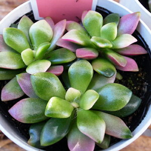  A AiJvZX 3.5TCY ^jNVNuc CeA A