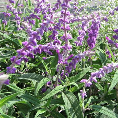 楽天市場 アメジストセージ ハーブの中でも手間のかからない人気の植物 ハーブ 花苗 Herb はーぶ 販売 通販 種類 母の日 花 ガーデニング岐阜緑園