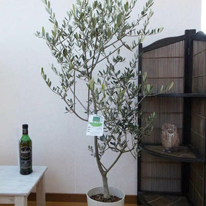 楽天市場 現品 オリーブ ヘレナ 鉢植え 送料無料 シンボルツリー室内観葉としても人気のオリーブ 鉢は7号サイズ高さ130センチ 母の日 花 ガーデニング岐阜緑園