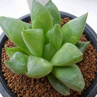 楽天市場 多肉植物 ハオルチア 宝草 タニクショクブツ タカラグサ Haworthia 販売 母の日 花 ガーデニング岐阜緑園