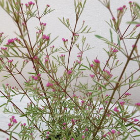 楽天市場 ボロニア 花の通販