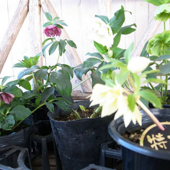 楽天市場 クーポン利用で10 Off 訳あり クリスマスエローズダブル開花株5株セット ゴールド入り 送料無料 現品 クリスマスローズダブル 17年2月24日撮影 母の日 花 ガーデニング岐阜緑園