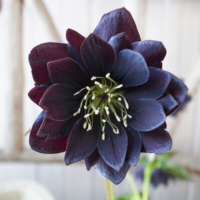 楽天市場 クリスマスローズ ブラックブロッチダブル開花株 現品 クリスマスローズダブル 17年3月7日撮影4花開花し蕾小1個 母の日 花 ガーデニング岐阜緑園