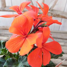 楽天市場 フウロソウ 種類の通販